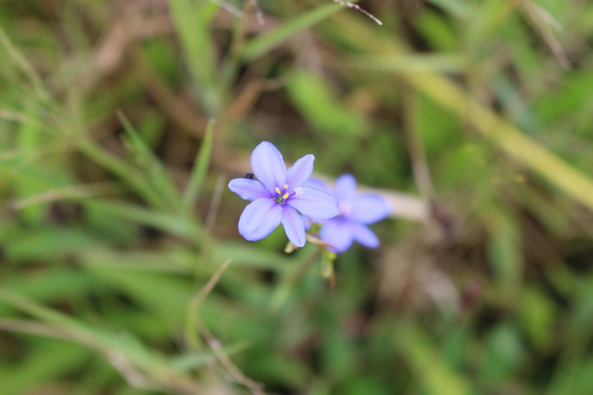 Aristea ecklonii Baker